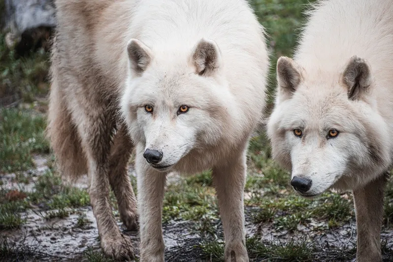 arctic wolves