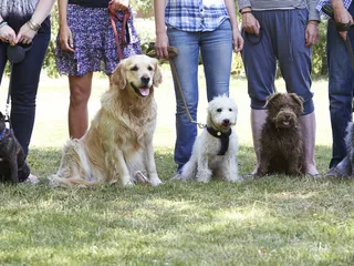 Dog Bootcamp: Is It Right for You & Your Dog? Vet-Reviewed Factors