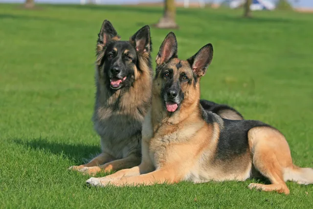 Can Two German Shepherds Live Together? Read Before Adopting