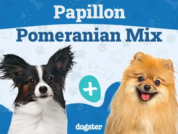 Paperanian (Papillon Pomeranian Mix): Info, Pictures & Care