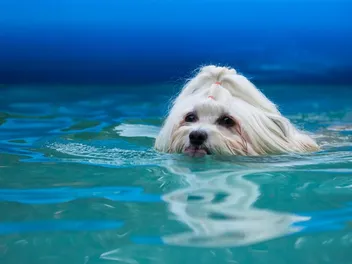 Do Havanese Like Water? Swimming & Vet-Reviewed Safety Tips