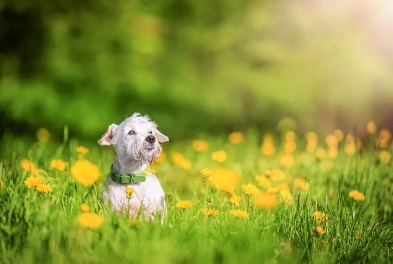 Miniature Schnauzer dog sitting