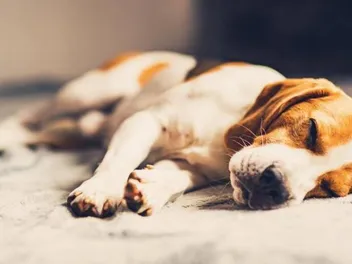 What to Do After My Dog Has a Seizure: 5 Vet Approved Steps