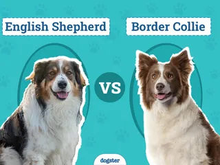 English Shepherd vs. Border Collie: The Differences (With Pictures)