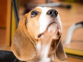 Why Does My Dog Whine All the Time? 7 Vet-Verified Causes & How to Stop It