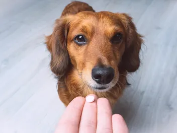 5 Common Epilepsy Medications for Dogs: Dosage & Uses (Vet Answer)
