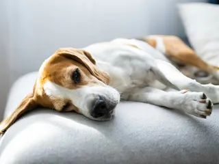 Can Dogs Get Vestibular Disease More Than Once? Our Vet Explains Signs, Diagnosis & Treatment