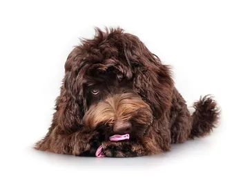 Why Do Dogs Like Dirty Underwear? 9 Vet-Verified Reasons
