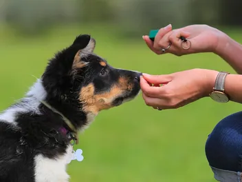 8 Best Training Collars for Puppies in 2026 - Reviews & Top Picks