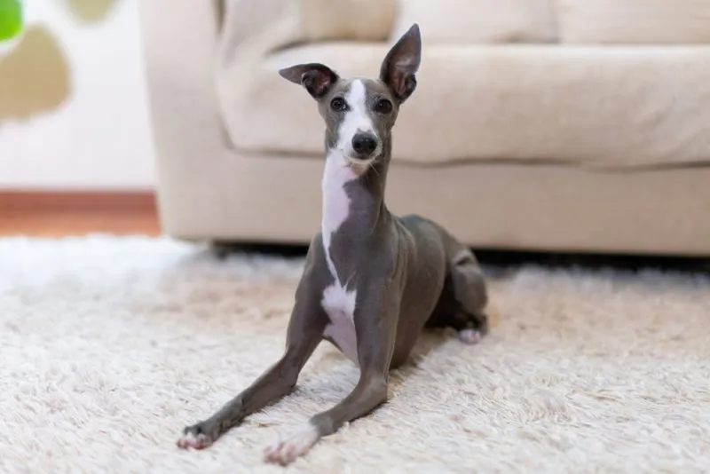 Italian Greyhound dog sitting on the carpet at home