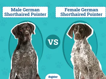 Male vs Female German Shorthaired Pointers: What’s the Difference (With Pictures)