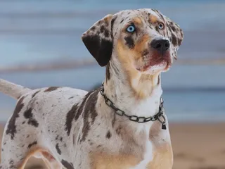 10 Dog Breeds With Blue Eyes: Info, Pictures & History