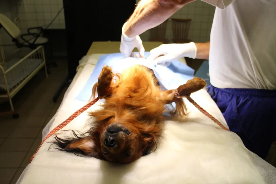dachshund dog getting neutered