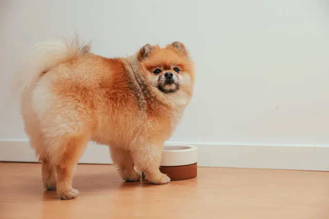 Why Some Dogs Treat Mealtime Like Playtime - And When to Pay Attention