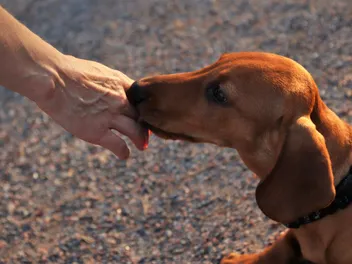 Can Dogs Smell STDs? Vet-Verified Facts & FAQ