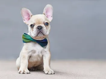 Platinum French Bulldog: Info, Pictures, Origin & History