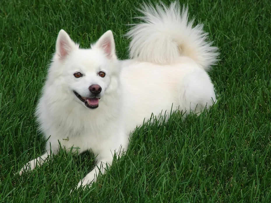 Miniature American Eskimo Dog on the grass