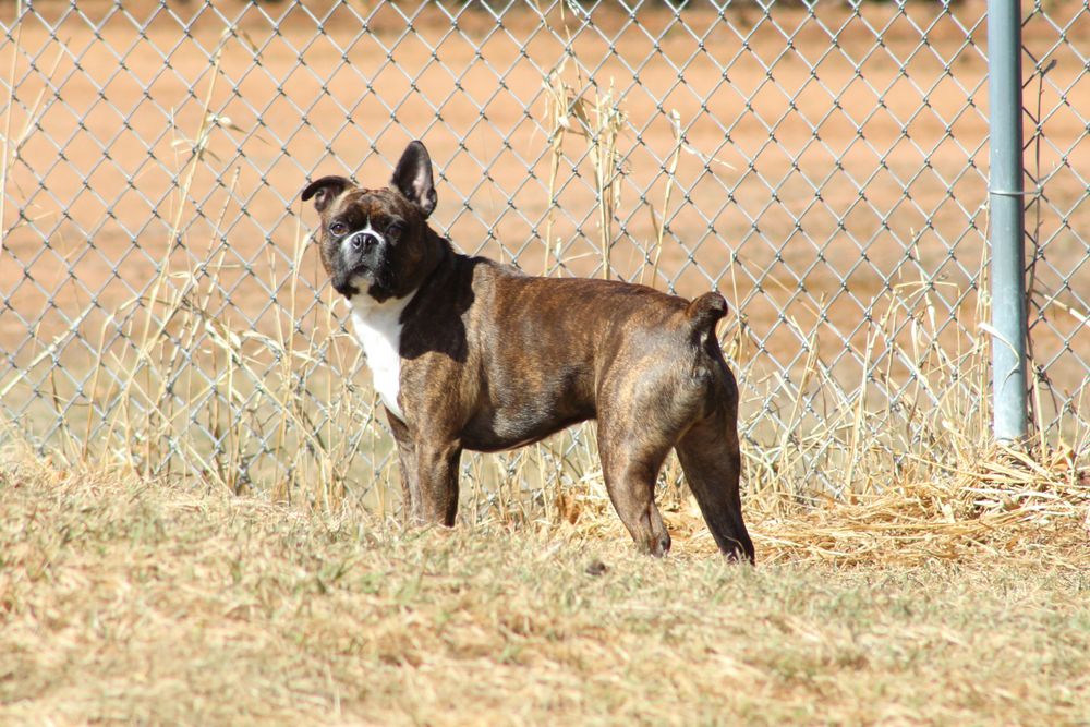 Miniature-boxer-standing-in-a-field
