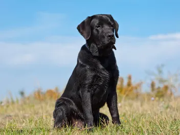 Black Labrador Retriever Dog Breed: Info, Pictures, Origin & History