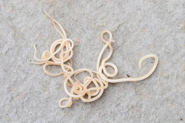 Why Is My Dog Throwing Up Worms: 3 Vet-Reviewed Reasons & What to Do