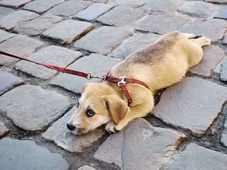The Vacation Is Over…So Why Is the Dog Still Acting Strange?
