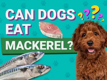 Can Dogs Eat Mackerel? Vet-Verified Nutrition Facts