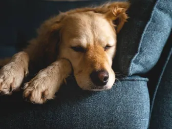 Do Dogs Dream & What Do They Dream About? Vet-Verified Facts & FAQ