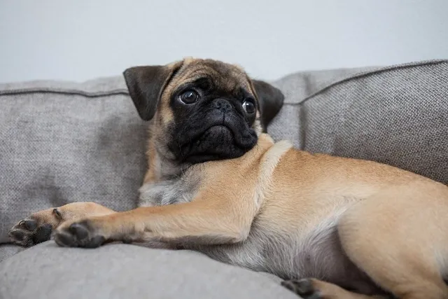 6 Common Health Problems in Pugs (Vet Answer)