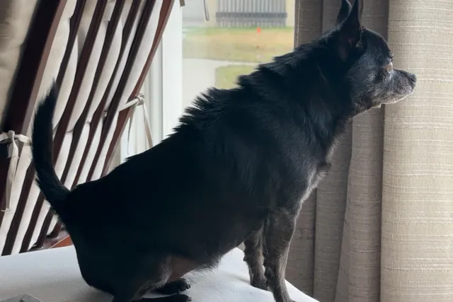 Guard Dog in Disguise: A Chihuahua's Tale of Defense