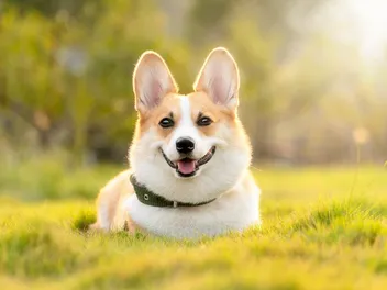 Is a Corgi a Good Herding Dog? (Breed History & Purpose)