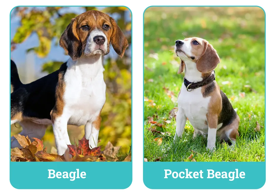 Beagle vs Pocket Beagle Side By Side