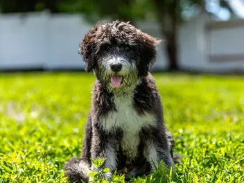 How Much Do Bernedoodles Cost? 2026 Price Guide