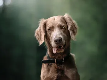 Do Red Weimaraners Exist? History & Facts