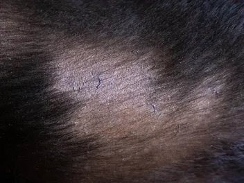 Hair Loss & Bald Spots on Dogs: 6 Main Vet-Reviewed Causes