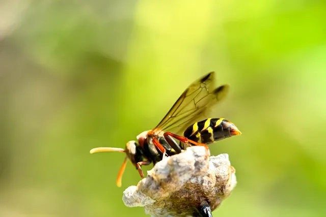 My Dog Ate a Wasp: Our Vet Explains the Risks, Signs & Next Steps