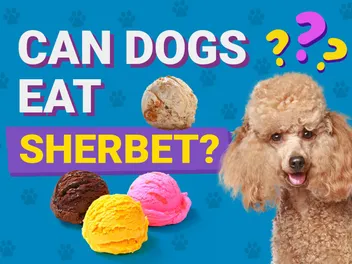 Can Dogs Eat Sherbet? Vet-Reviewed Health & Safety Guide