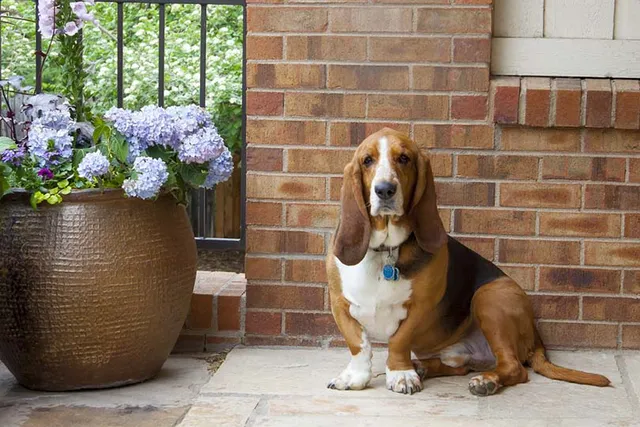 What Were Basset Hounds Bred For? History, Facts & Breed Info