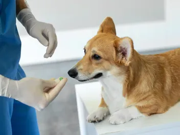 5 Common Seizure Medications for Dogs (Vet Answer)