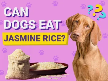 Can Dogs Eat Jasmine Rice? Vet-Reviewed Facts & Tips