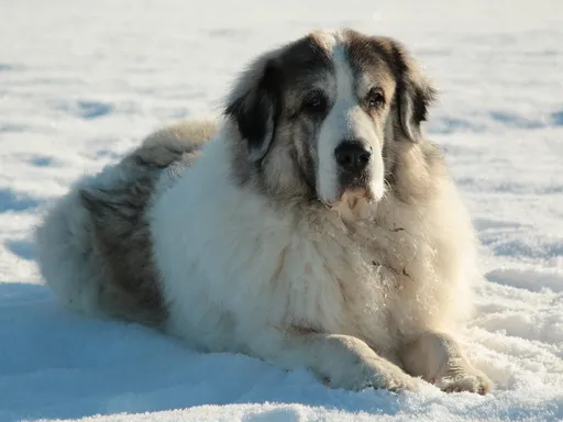 Pyrenean Mastiff
