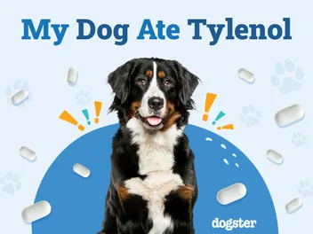 My Dog Ate Tylenol (Acetaminophen): What Should I Do? Vet-Approved Advice