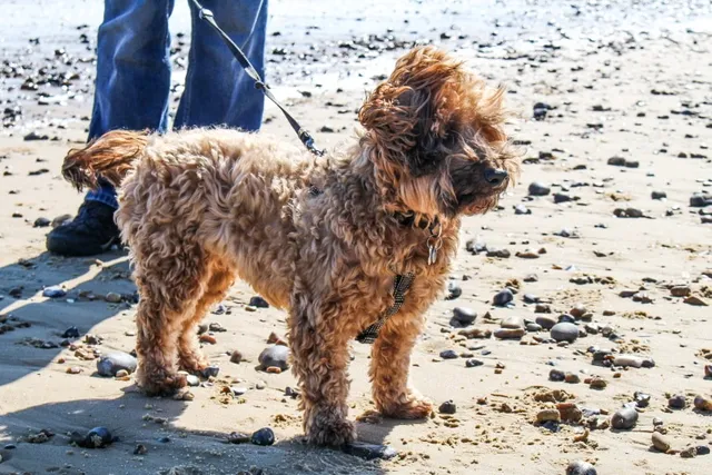 Cairnoodle (Cairn Terrier & Poodle Mix): Info, Pictures, Care & More