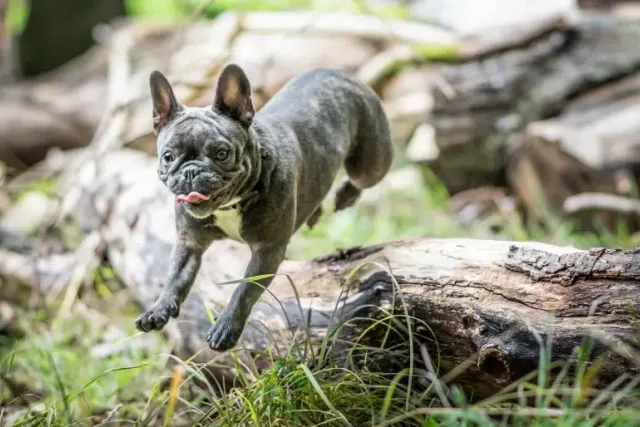 2 Off-Leash Dog Parks in Northampton, MA (With 4 Extra Nearby Options)