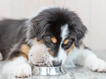 Can Cats & Dogs Share Water Bowls? Vet-Verified Facts & FAQ