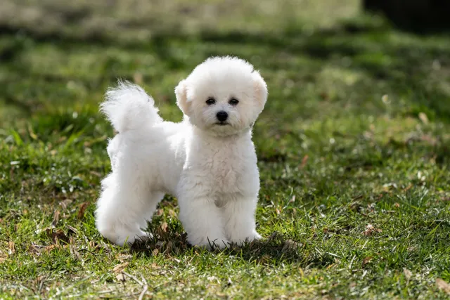 Do Bichon Frises Shed a Lot? Factors, Causes & FAQ