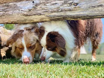 COVID Sniffing Dogs — Accuracy, Training, and Who Uses Them