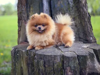 How Long Do Pomeranians Live? Vet-Verified Average Lifespan, Data & Care