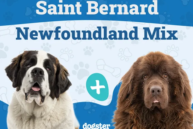 Saint Bernewfie (St. Bernard Newfoundland Mix): Info, Pictures, Care & Traits