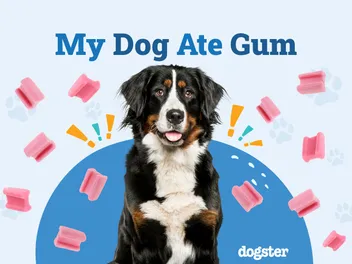 My Dog Ate Gum, What Should I Do? 3 Vet-Approved Steps to Take