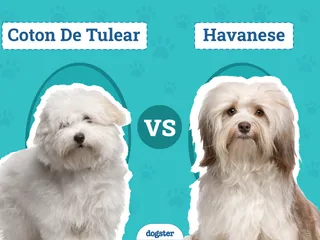 Coton De Tulear vs Havanese: The Differences (With Info & Pictures)